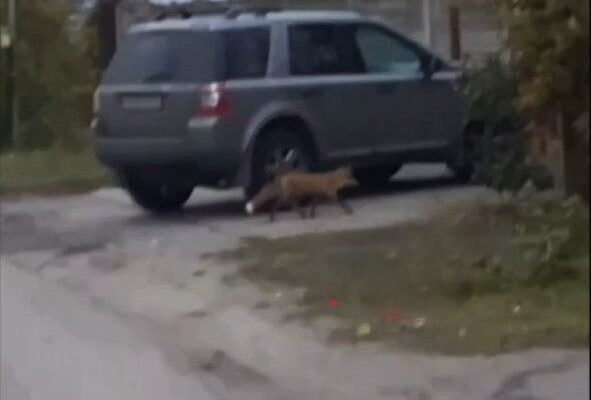 В Тамбове по Ахлебиновской роще гуляет лиса