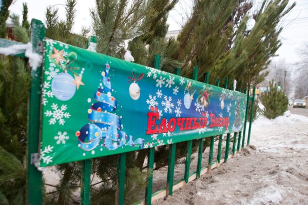 В Тамбове начали работу елочные базары