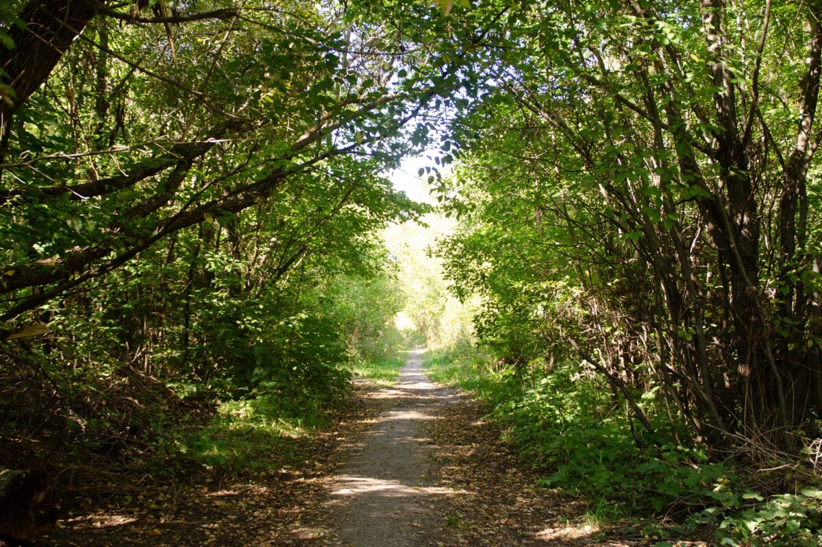 Территория бывшего Дорохова сада