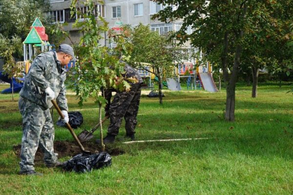 Этой осенью в Тамбове высадят более тысячи крупномеров