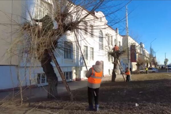 В Тамбове начали формовать древесные кроны