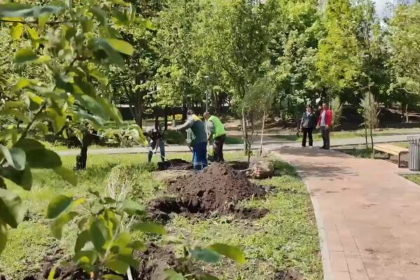За месяц в Тамбове высадили свыше тысячи крупномеров