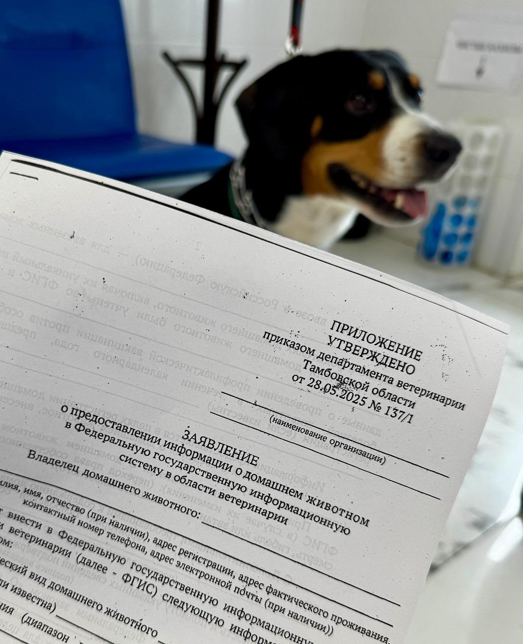 Фото департамента ветеринарии Тамбовской области