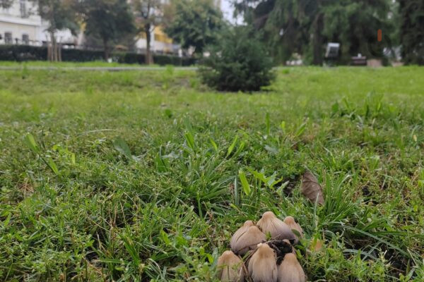 В Тамбове на площади Ленина снова выросли грибы