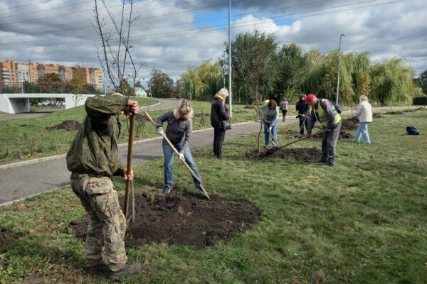 Тамбовчане высадили в Автогородке 20 кленов