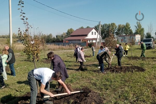 На улице Запрудной в Тамбове высадили 80 лип