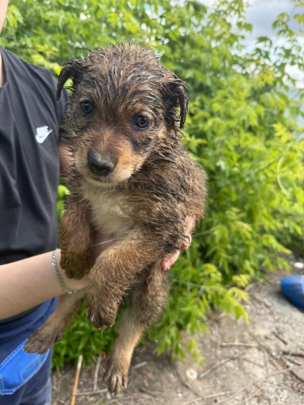 Спасатели достали из ямы щенка. Фото из архива спасателей 