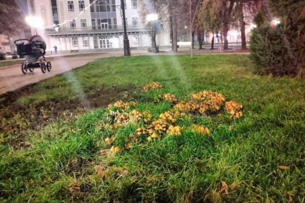 В центре Тамбова у филармонии выросли «мерцающие» грибы
