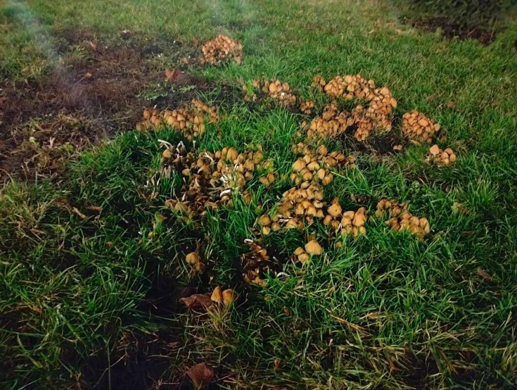 Грибы в центре Тамбова в декабре