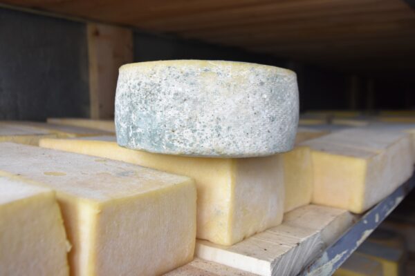 В Тамбове уничтожили десятки килограммов незаконного сыра и молочных продуктов