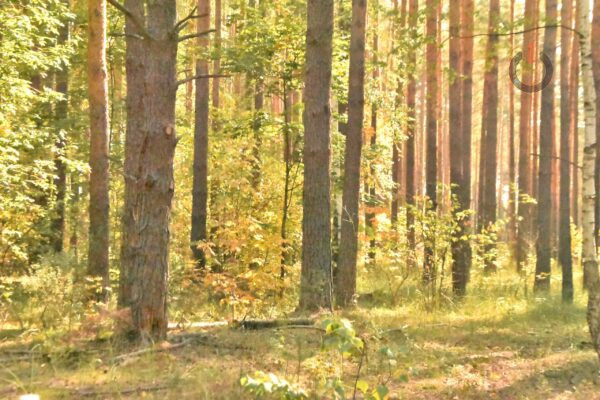 Оздоровление лесов в Тамбовской области пройдет на площади более 2,4 тыс. га