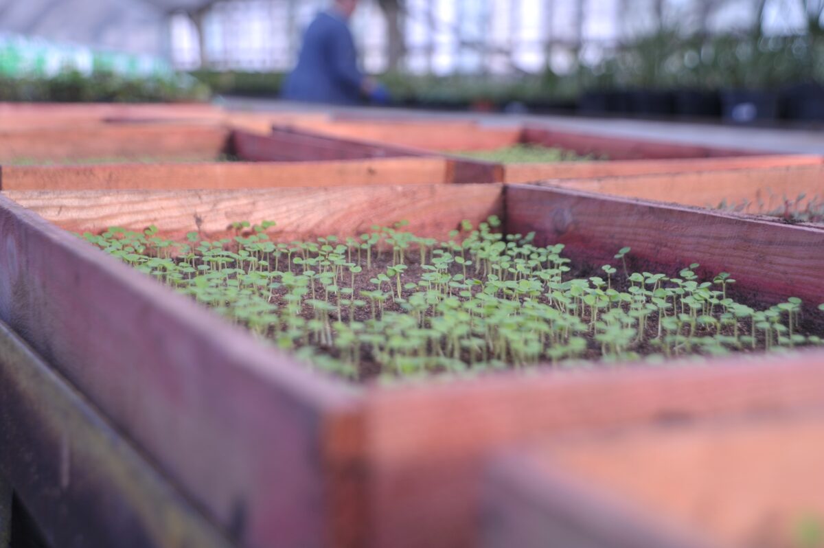 Однолетники готовят к пикировке