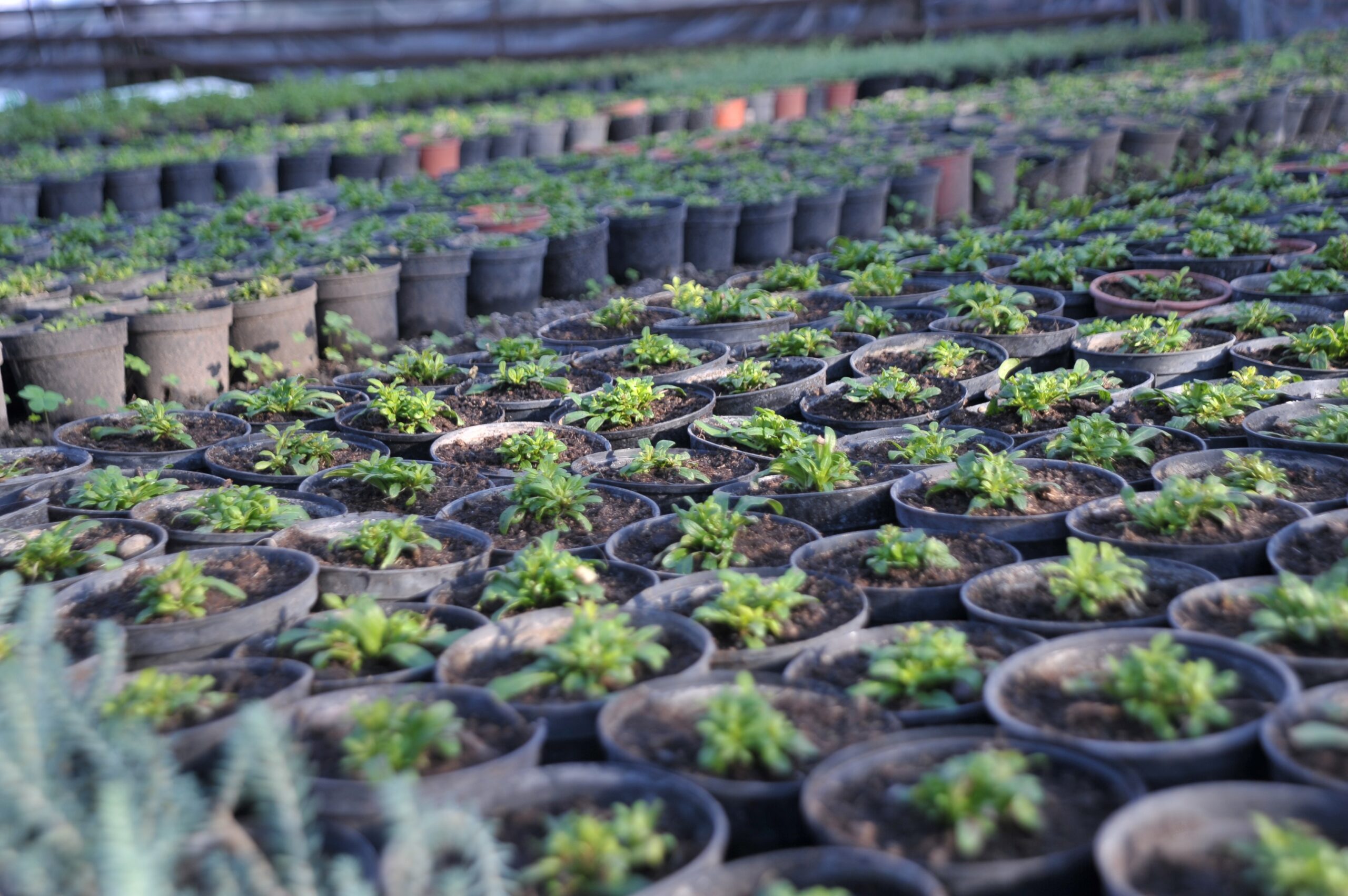 Весной в городские клумбы Тамбова высадят более 2 миллионов цветов