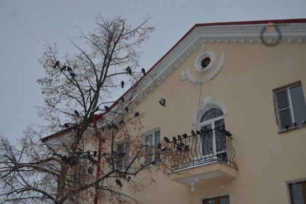 В Тамбове погода на рубеже зимы и весны будет мягкой