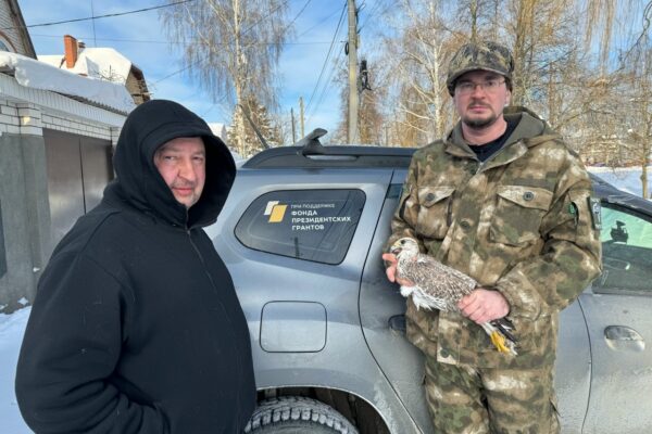 В Тамбовской области впервые за полвека подтвердили факт существования редкого сокола