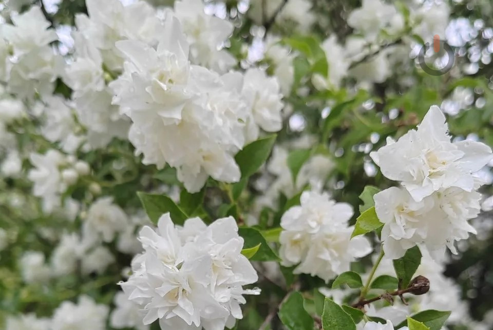 Евгений Первышов поздравил тамбовчанок с Международным женским днем