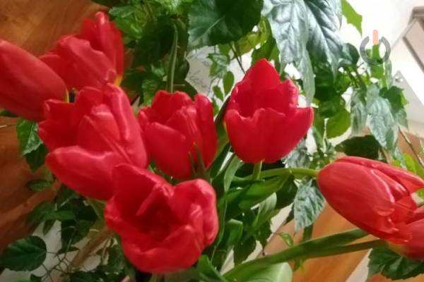Куда сходить с любимой на 8 Марта в Тамбове