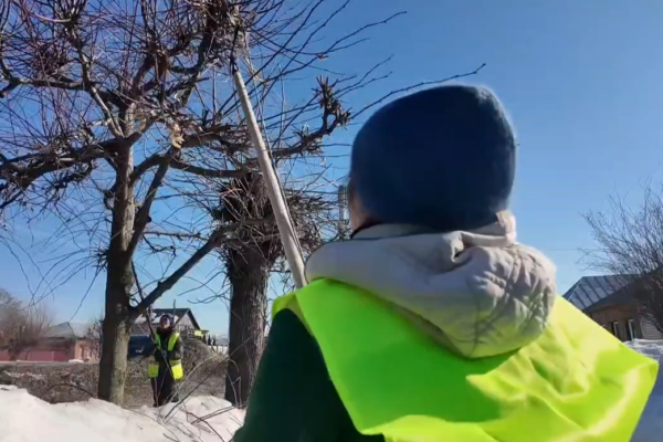 Санитарную обрезку деревьев в Тамбове проводят только по необходимости