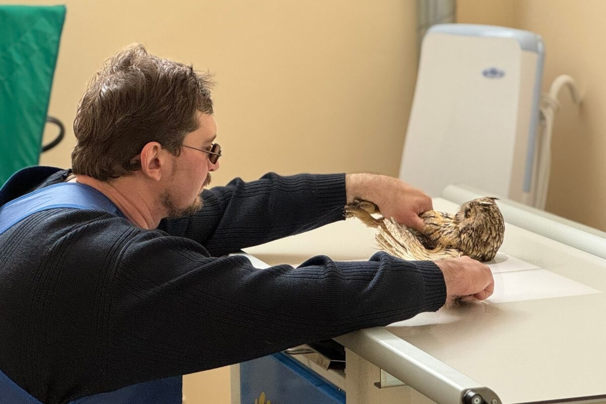 Диагностика травмы крыла. Фото центра защиты хищных птиц "Русский сокол"