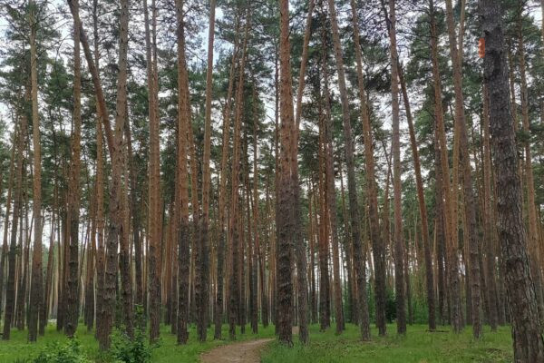В честь погибших защитников Отечества в тамбовских лесах высадят 190 тысяч деревьев