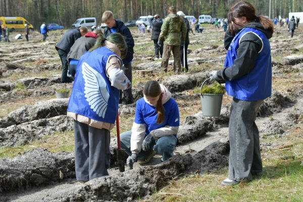 В Тамбовской области высадили девять тысяч сосен в рамках международной акции «Сад памяти»