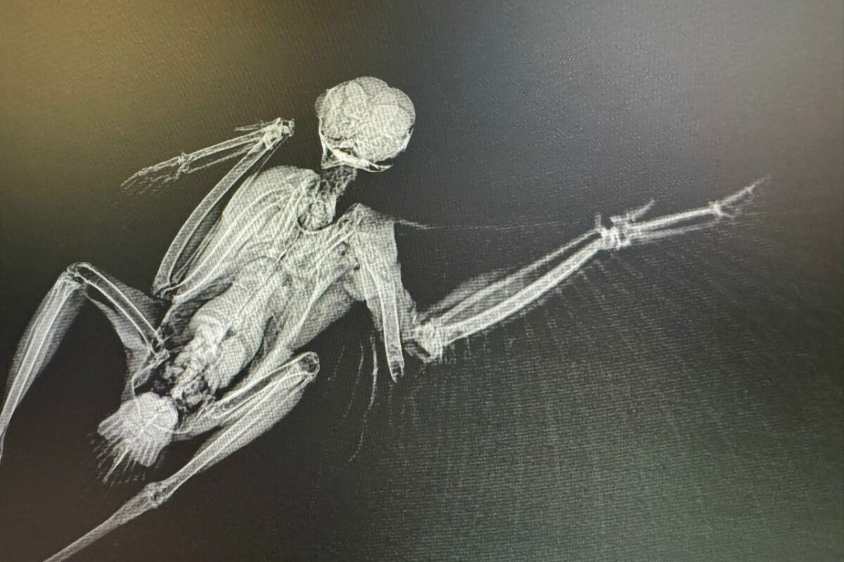 У птицы застарелый открытый перелом