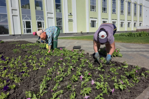 В Державинском сквере Тамбова высадили цветочный ковер из 18 тысяч петуний