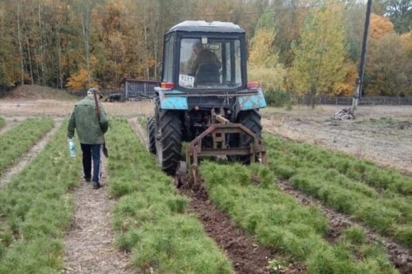 В Тамбовской области почти 900 гектаров земли засеют семенами деревьев