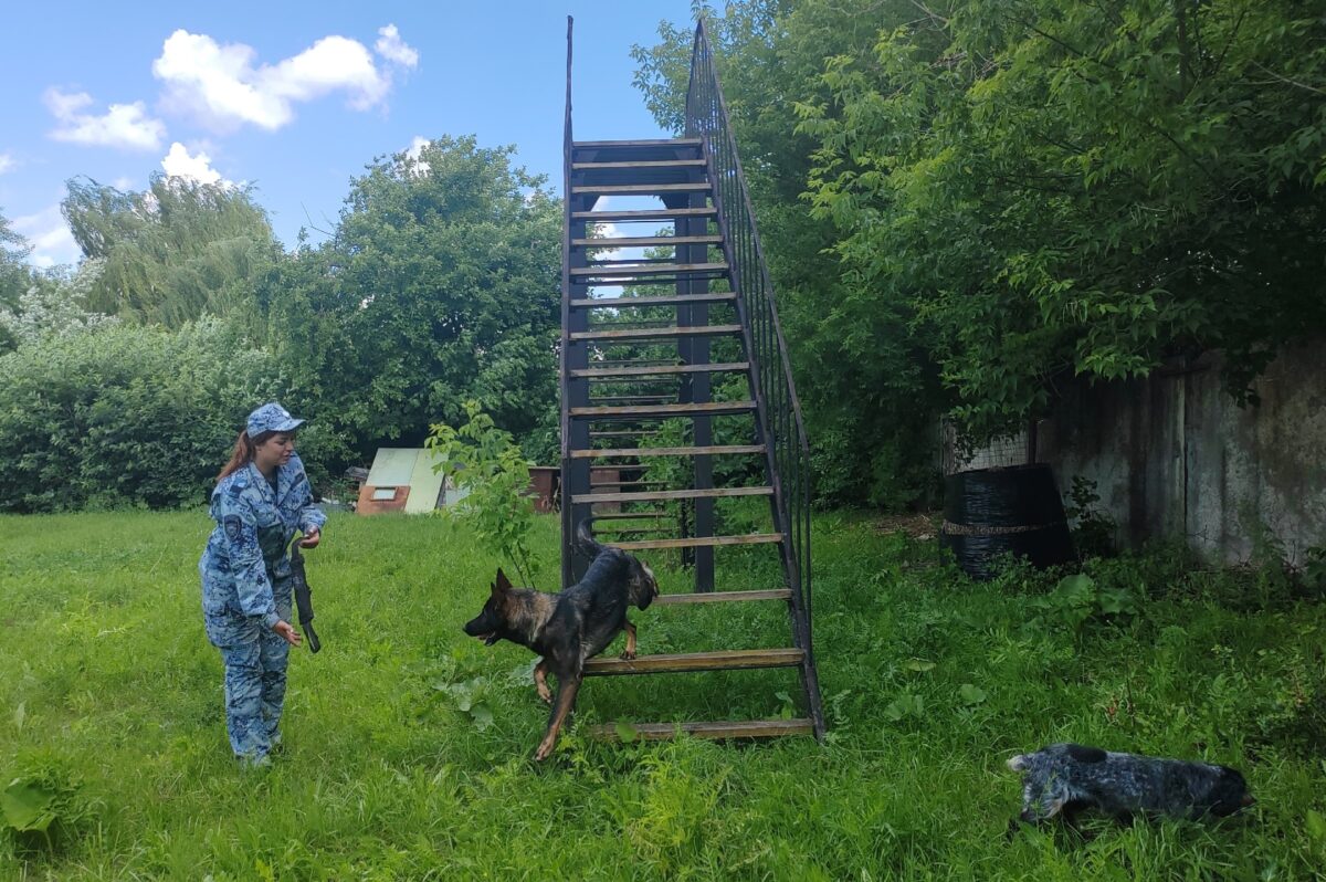 Тренировка служебных собак1