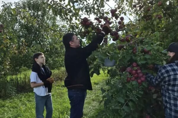 Глава Тамбовской области присоединился к сбору яблок в садах хозяйства «Дубовое»
