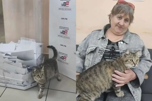 Кошка Муська из тамбовского Умёта снова дежурит на избирательном участке и ждет пополнения