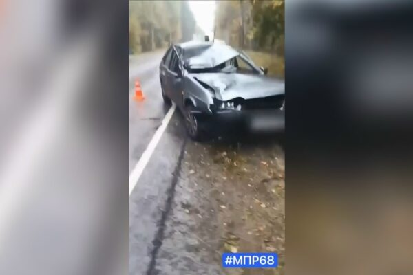 Под Тамбовом легковушка сбила лося под знаком «Дикие животные»