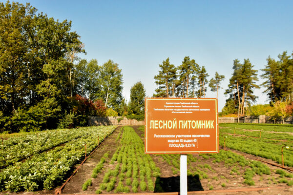 Тысяча работников, 400 тыс га, ни одного пожара: Тамбовщина отмечает День работников леса
