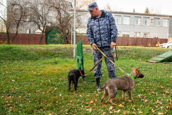 В тамбовские колонии прибыли пять щенков немецкой овчарки